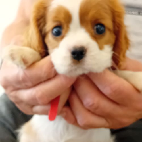 Cav. king charles femelles et mâles blenheim #4