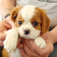 Cav. king charles femelles et mâles blenheim #2