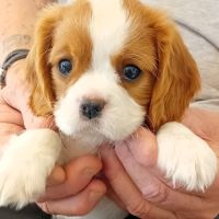 Cav. king charles femelles et mâles blenheim #5