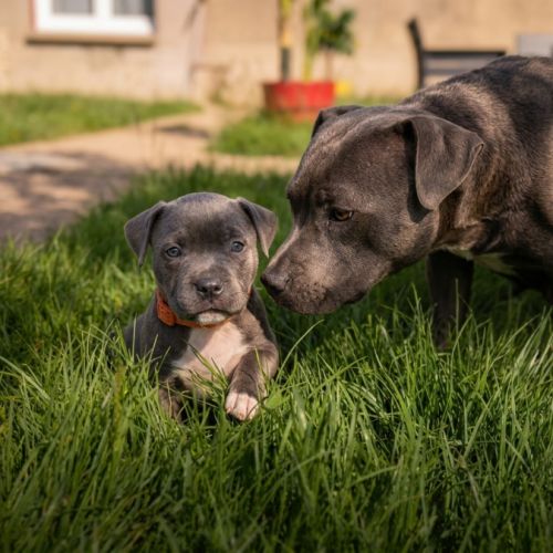 Magnifique chiot staffie bleu #1