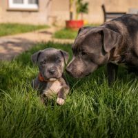 Magnifique chiot staffie bleu #1