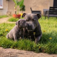 Magnifique chiot staffie bleu #2