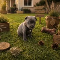 Magnifique chiot staffie bleu #3