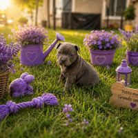 Magnifique chiot staffie bleu #9