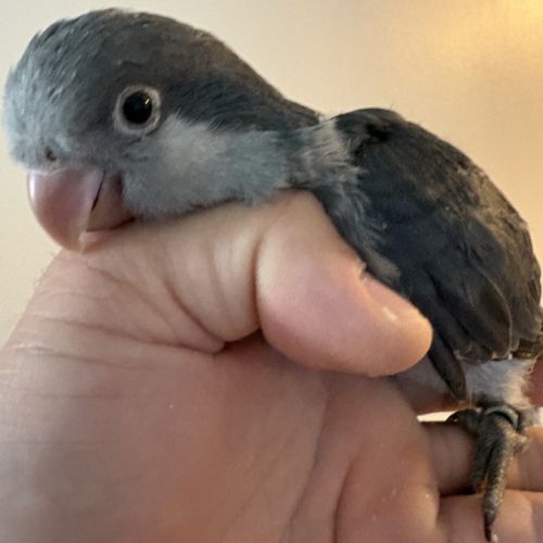 Conure souris eam #0