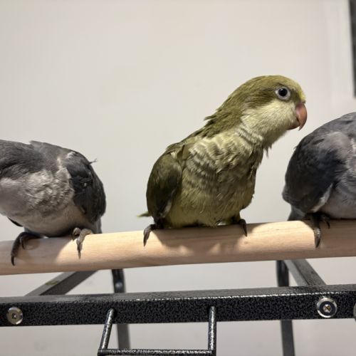 Conure souris eam #1