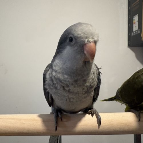 Conure souris eam