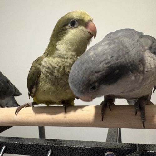 Conure souris eam #4