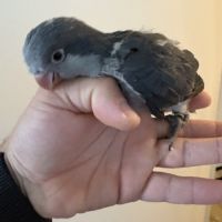 Conure souris eam #1