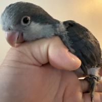 Conure souris eam