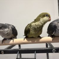 Conure souris eam #1