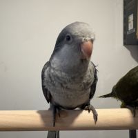 Conure souris eam