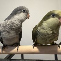 Conure souris eam #3