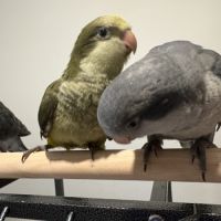Conure souris eam #4