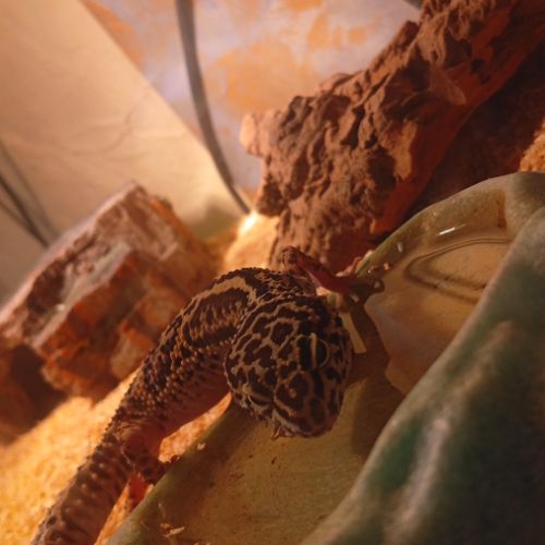 Gecko léopard sans terrarium #3