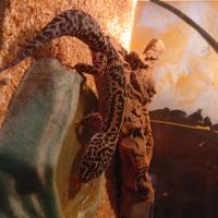 Gecko léopard sans terrarium