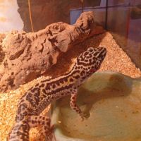 Gecko léopard sans terrarium #2