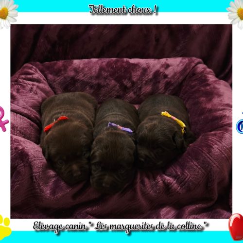 Chiots labradors retrievers chocolat à réserver. #6