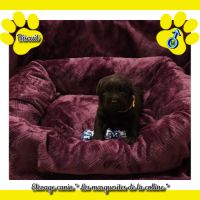 Chiots labradors retrievers chocolat à réserver. #1