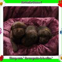 Chiots labradors retrievers chocolat à réserver.