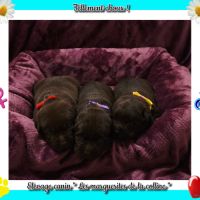 Chiots labradors retrievers chocolat à réserver. #6