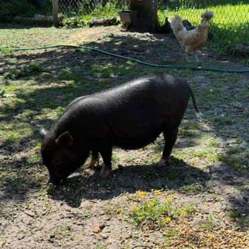 Cochon nain vietnamien femelle