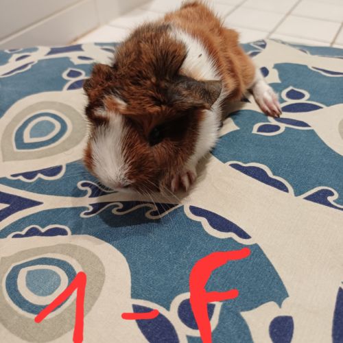 Bébé cochon d'inde