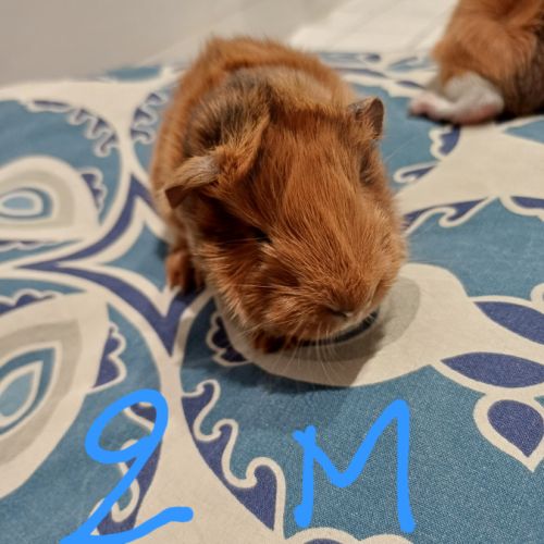 Bébé cochon d'inde #2