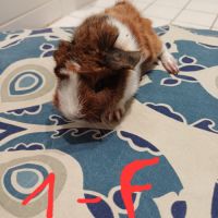 Bébé cochon d'inde #0
