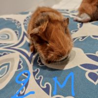 Bébé cochon d'inde #2
