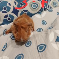 Bébé cochon d'inde #3