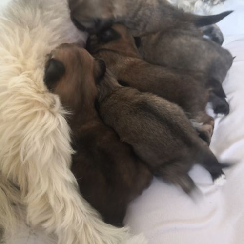 Chiots lhassa apso