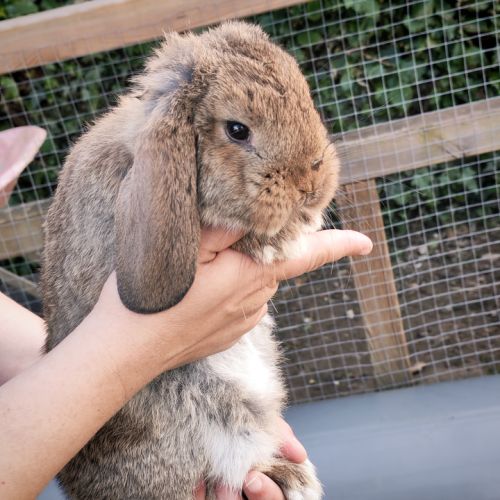 Lapin bélier #2