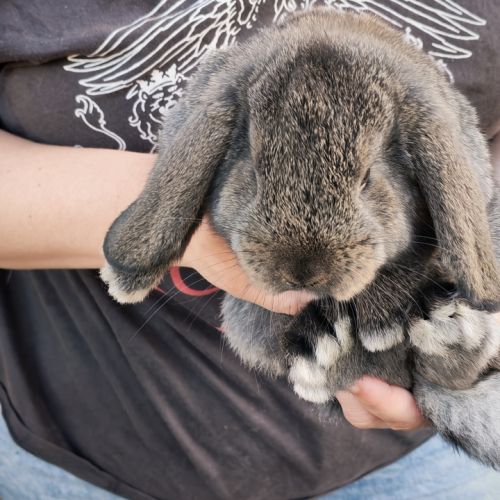 Lapin bélier #3