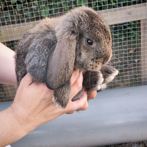 Lapin bélier