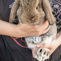 Lapin bélier #1