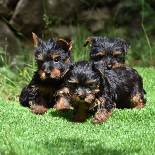 Chiots yorkshire #1