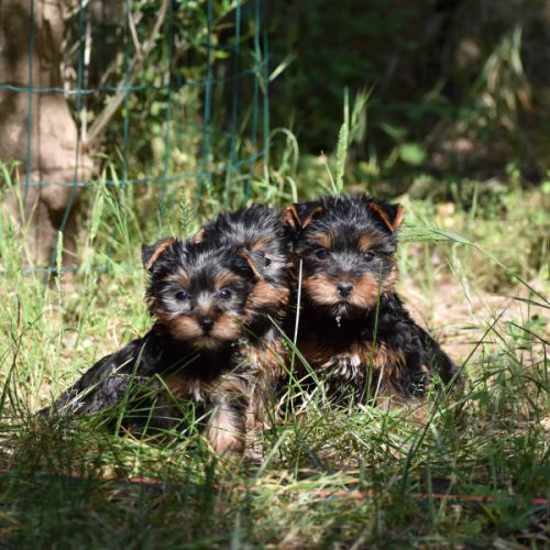 Chiots yorkshire #5
