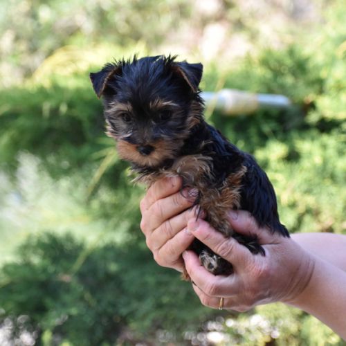 Chiots yorkshire #6