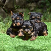 Chiots yorkshire #1