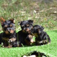 Chiots yorkshire