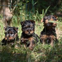 Chiots yorkshire #4