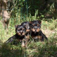 Chiots yorkshire #5