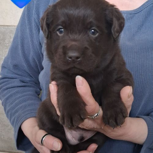 Chiot labrador #0