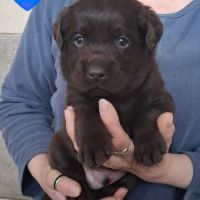 Chiot labrador