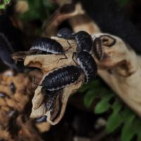 X20 porcellio hoffmannseggi isopodes