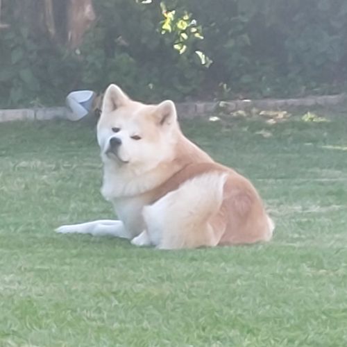 Saillie – akita inu lof #0