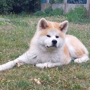 Saillie – akita inu lof #2