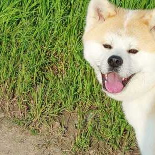 Saillie – akita inu lof #3