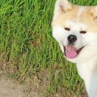 Saillie – akita inu lof #3
